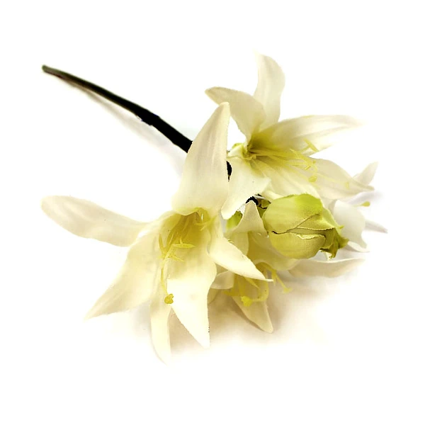 WAR-NERINE 50CM RM0916