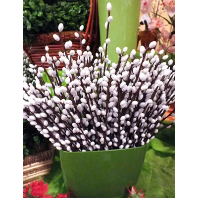 A123-BAZIA DUŻA BEZ LISTKÓW /24/