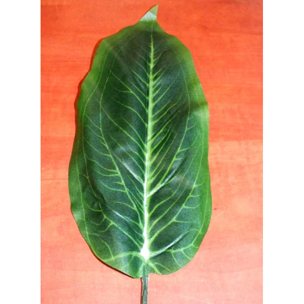 A249-LIŚĆ DIFFENBACHII /12/