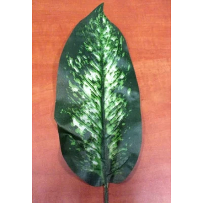 A252-LIŚĆ DIFFENBACHI /12/