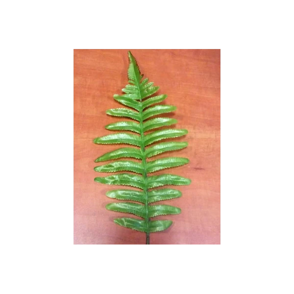 A458-LIŚĆ PAPROCI /12/