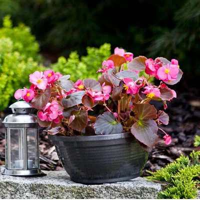 KW-MISKA *ANITA* 18CM