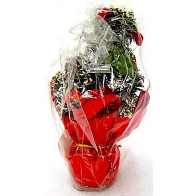 CER-CHOINKA MAŁA CS05405