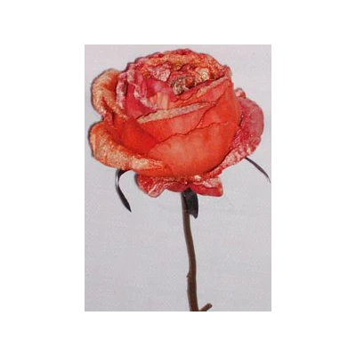 EUR-KWIAT RÓŻA/1/POMARAŃCZ