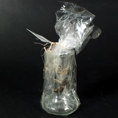 JAK-WAZON KOŚĆ MAŁA 02-09