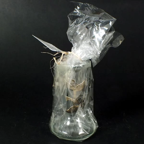 JAK-WAZON KOŚĆ MAŁA 02-09