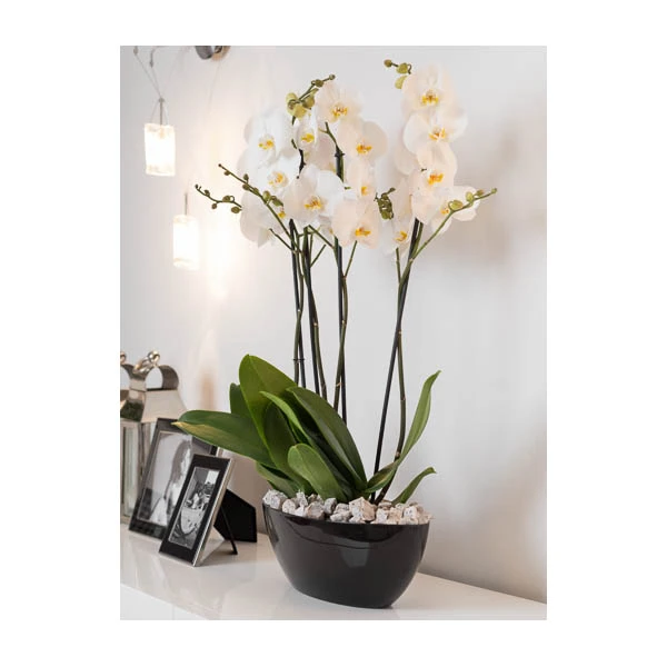 KW-DONICZKA OWALNA 21CM