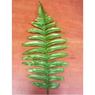 A458-LIŚĆ PAPROCI /12/