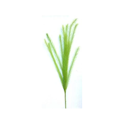 EUR-KW/TRAWA/11/LIMO