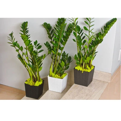 KW-DONICZKA RATTAN 21