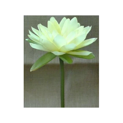 EUR-KWIAT NEUFAR/ŻÓŁT