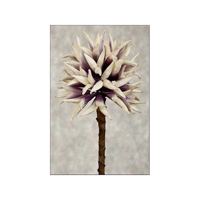 EUR-KWIAT FLORE/17/LILIA