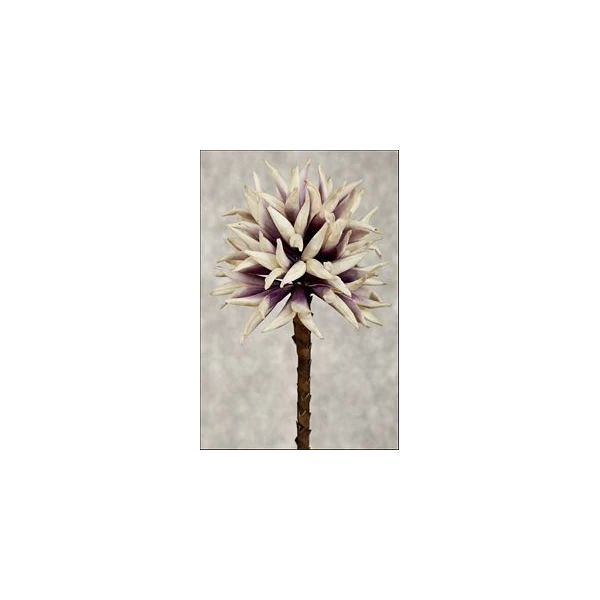 EUR-KWIAT FLORE/17/LILIA