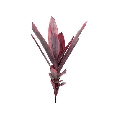 EUR-LIŚCIE FLORE/05/CZERWONE