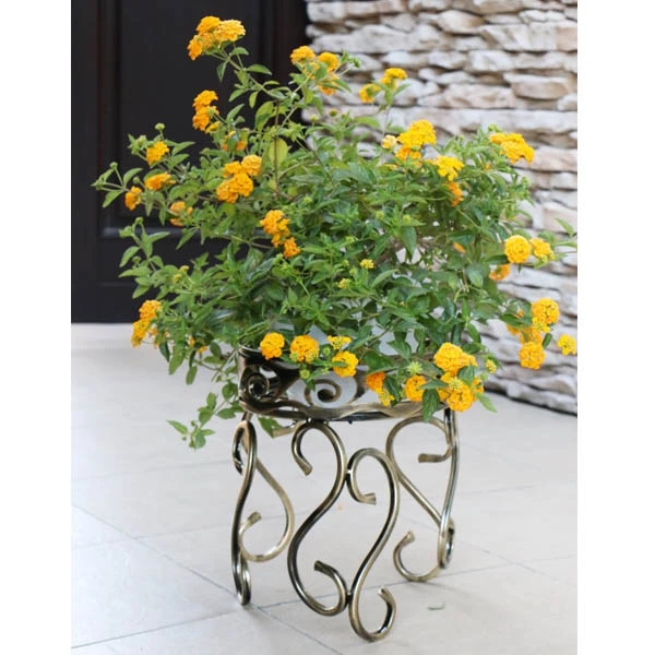 DĄSTAL - STOJAK *I* ŚREDNI ZŁOTY 10-1519